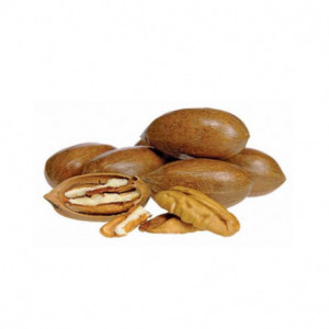 Noci di Pecan in guscio biologiche