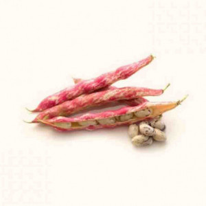 Fagioli borlotti freschi bio