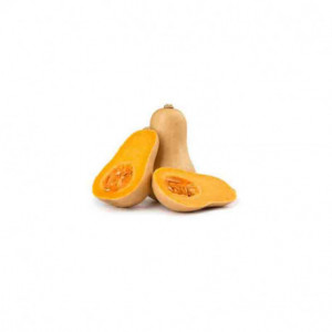 Zucca Butternut bio